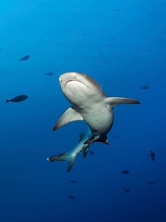 Whitetip reef shark