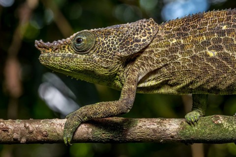 Malthes elephant-eared chameleon