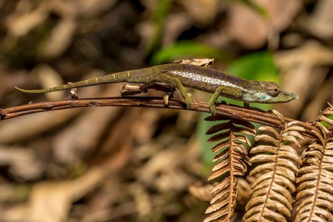 Radama calumma radamanus