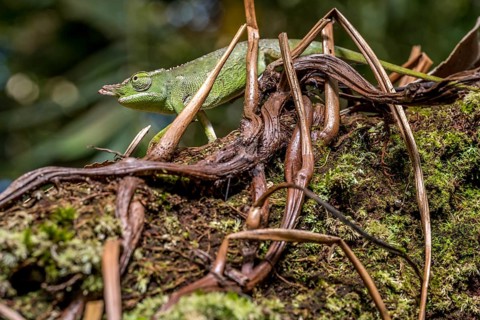Will's two-horned chameleon