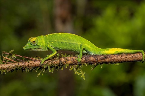 Marojejy chameleon