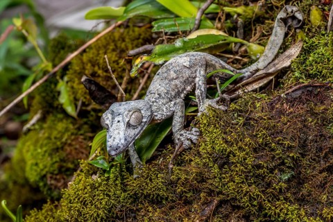 Giant leaf-tailed gecko