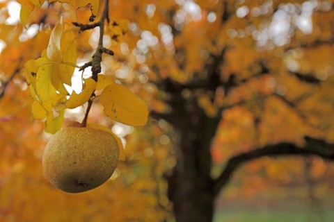 European pear