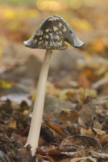Coprinopsis picacea