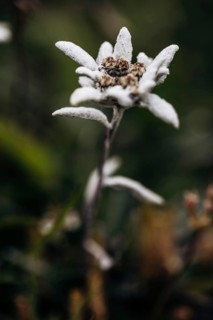 Alpine edelweiss