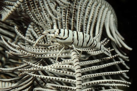 Camouflaged feather star