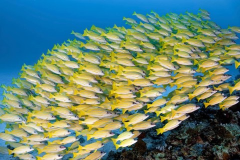 Shoal of Common bluestripe snapper