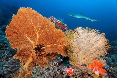 Reef top with giant sea fan