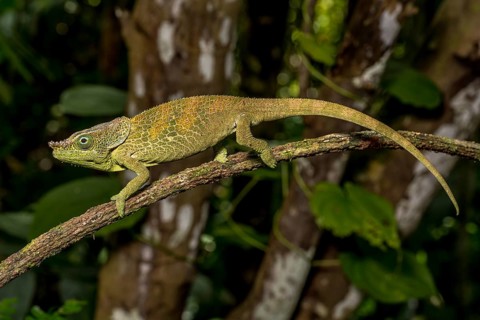 Malthes elephant-eared chameleon