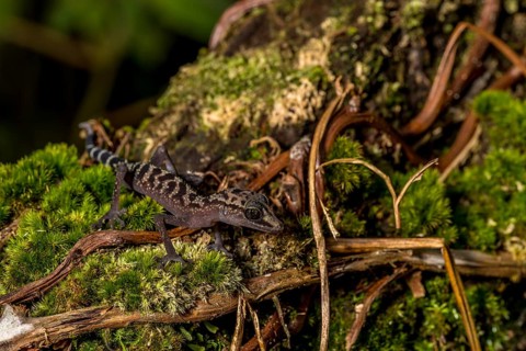 Graceful madagascar ground gecko