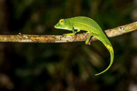 Marojejy chameleon
