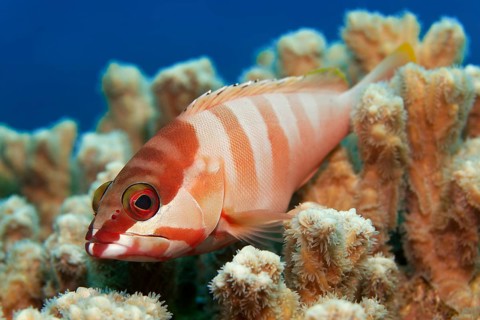 Blacktip grouper