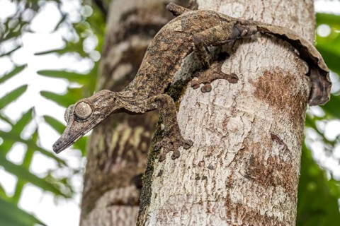 Giant leaf-tailed gecko