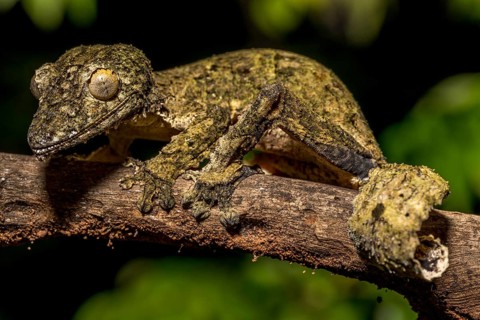 Henkel's flat-tailed gecko