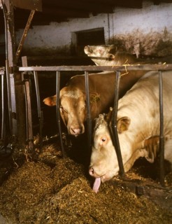 Small farmers in agriculture