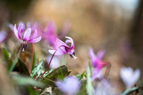 Flowering dog's tooth violet