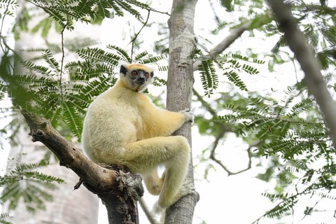 Golden crown sifaka