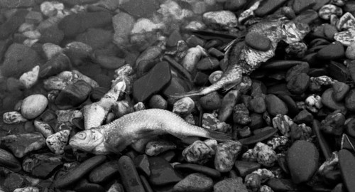 The poison accident on the Rhine