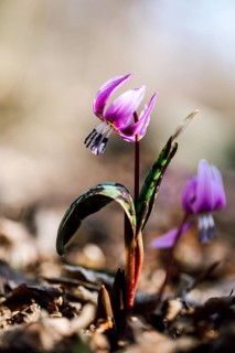 Flowering dog's tooth violet