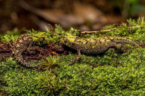 Variegated Earth Chameleon