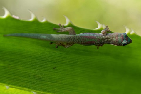 Roesler's day gecko
