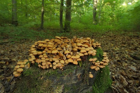 Sheathed woodtuft