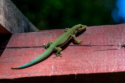 Striped day gecko