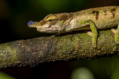 Blue-nosed Chameleon