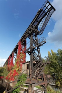Wild grapevine in autumn colours growing on steel structure