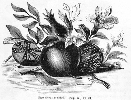 Pomegranate