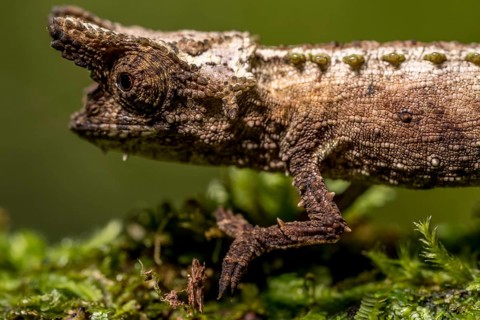 Marojejy Earth Chameleon