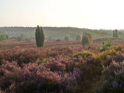 Heath blossom in the Lueneburg Heath nature park Park. The landscape in the heath nature reserves blossoms in purple to violet hues in late summer. Fuerstengrab