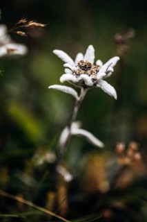 Alpine edelweiss