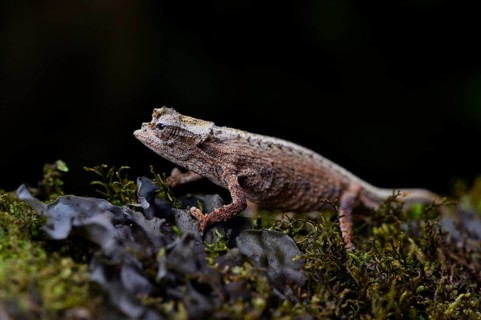 An earth chameleon