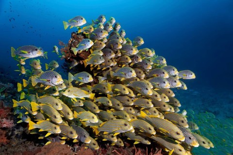 Mixed shoal of sweetlips above diagonal-banded sweetlip