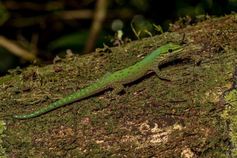 Day gecko