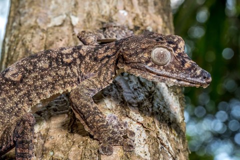 Giant leaf-tailed gecko
