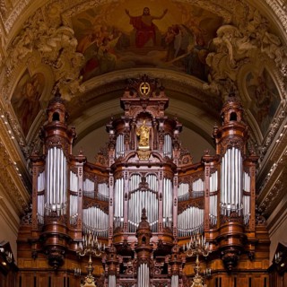 Sauer organ