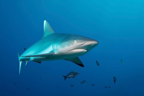 Grey reef shark