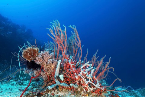 Coral reef with various soft corals
