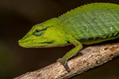 (Calumma guillaumeti), Marojejy National Park, Madagascar, Africa