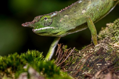 Will's two-horned chameleon