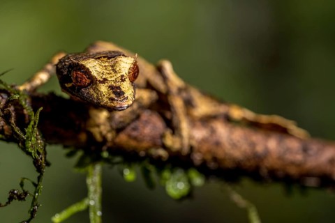 Flat-tailed gecko