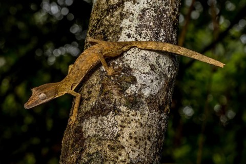 Striped lined leaf-tailed gecko