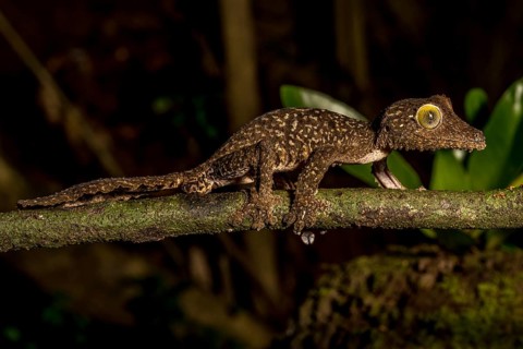Mossy leaf-tailed gecko