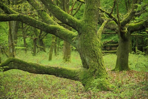 Sessile Oak