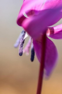 Flowering dog's tooth violet