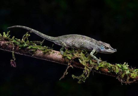 A female calumma radamanus