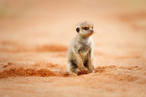 Meerkat
