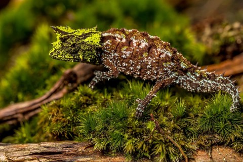 Variegated Earth Chameleon
